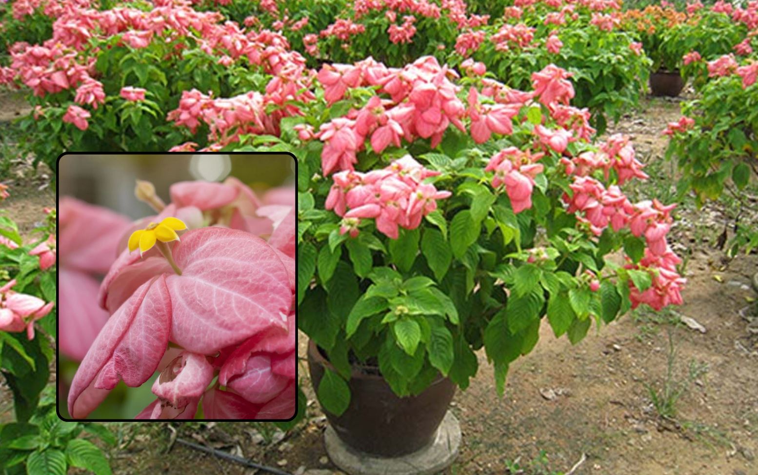 Những lưu ý về cách chăm sóc cây Bướm Hồng